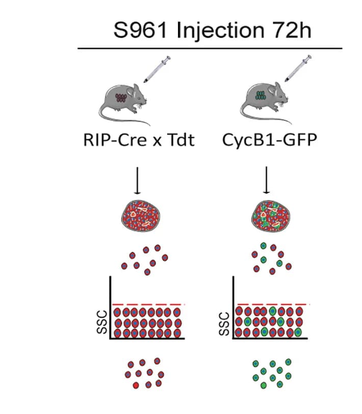Open access visualization of Workflow, Illustration, scRNA-seq, Beta Cells, Mice