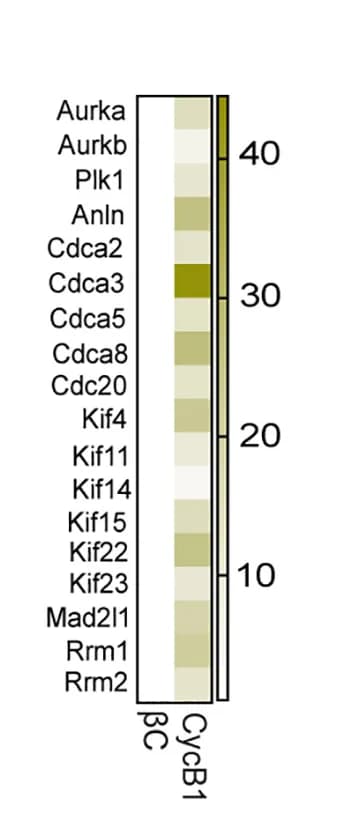 Open access visualization of Heatmap, Gene expression, scRNA-seq, Cell Cycle, Mitosis