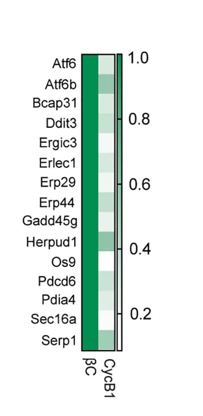 Open access visualization of Heatmap, Gene expression, scRNA-seq, ER Stress, Beta Cells