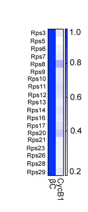 Open access visualization of Heatmap, Gene expression, scRNA-seq, Small Ribosomal Protein, Beta Cells