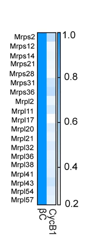 Open access visualization of Heatmap, Gene expression, scRNA-seq, Mitochondrial Ribosomal, Beta Cells