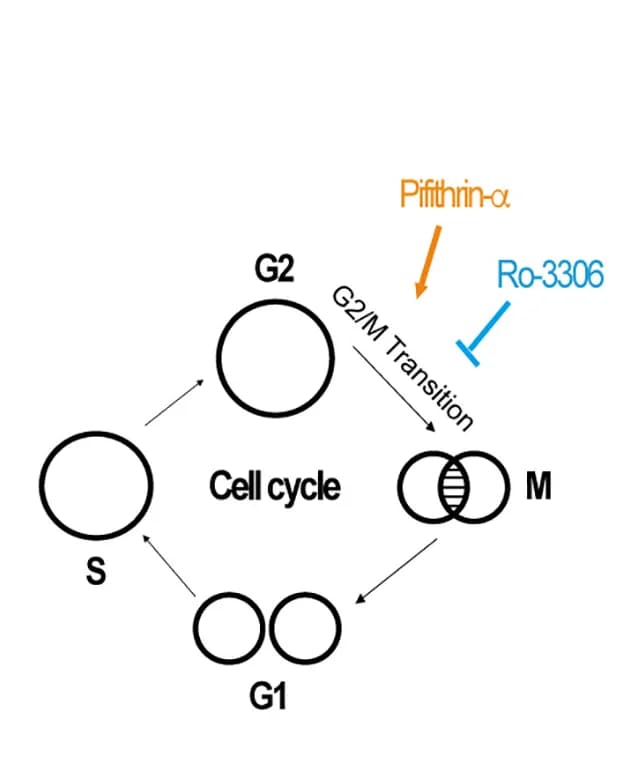 Open access visualization of Workflow, Flowchart, Illustration, Cell-cycle inhibition, Pifithrin-α