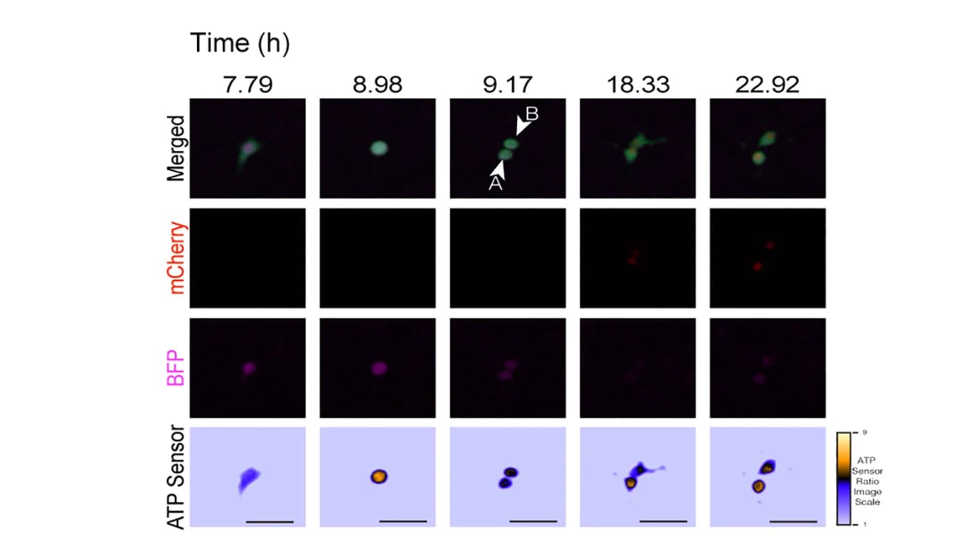 Open access visualization of Microscopy, Time-lapse fluorescence microscopy, Beta cells, Cell-cycle progression, Fucci