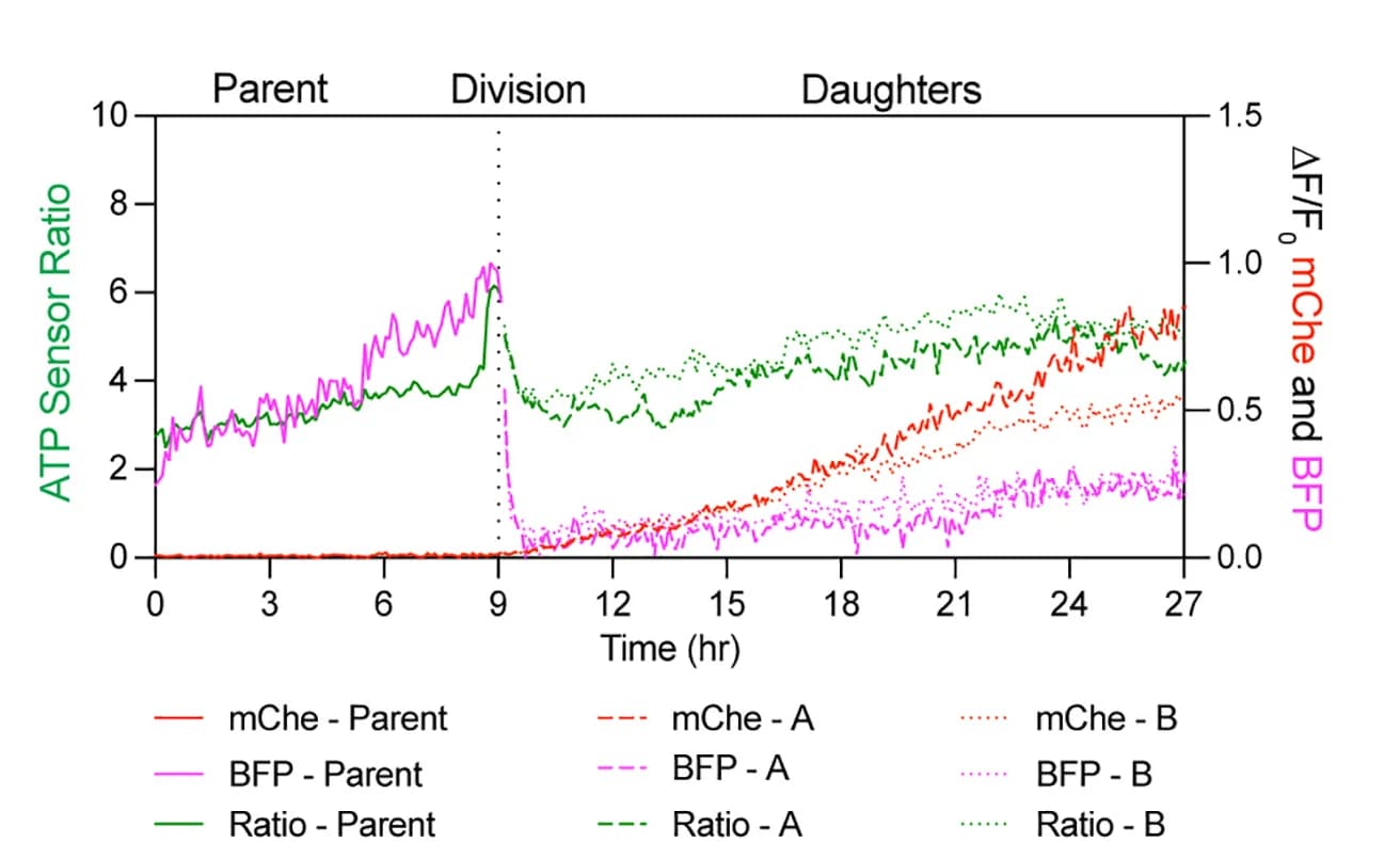 Open access visualization of Line Plot, Time-course trace, Fucci, ATP sensors