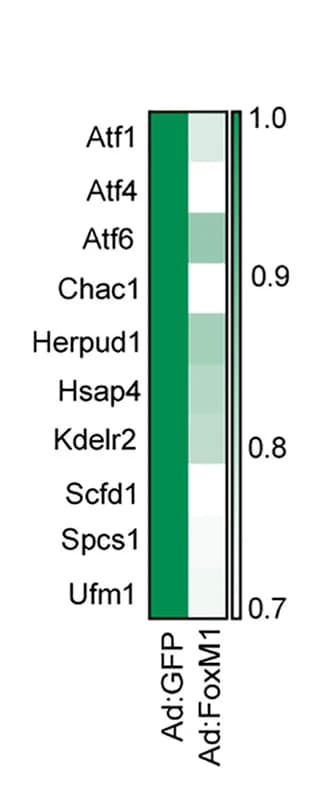 Open access visualization of Heatmap, Gene Expression, RNA-Seq, Mouse Islets, Ad:FoxM1
