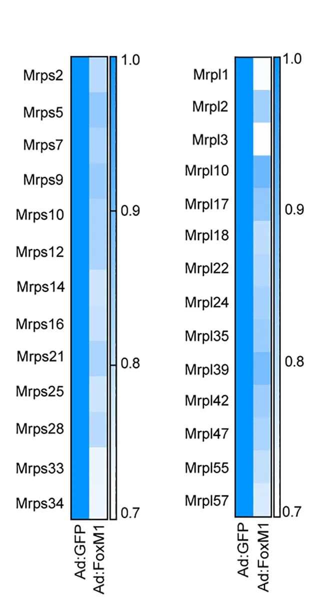Open access visualization of Heatmap, Gene Expression, RNA-Seq, Mouse Islets, Ad:FoxM1