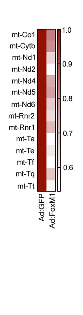 Open access visualization of Heatmap, Gene Expression, RNA-Seq, Mouse Islets, Ad:FoxM1