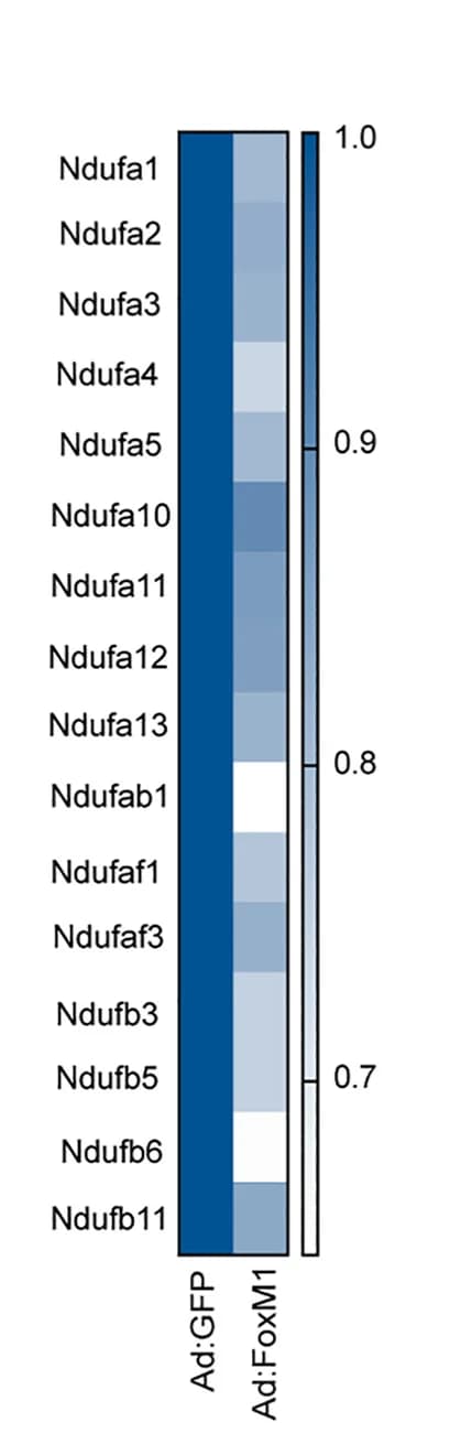 Open access visualization of Heatmap, Gene Expression, RNA-Seq, Mouse Islets, Ad:FoxM1