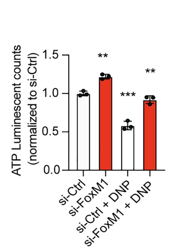 Open access visualization of Bar Plot, Error Bars, ATP Levels, Min6 Cells, 2,4-dinitrophenol