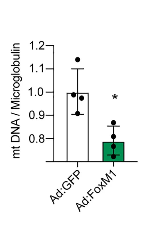 Open access visualization of Bar Plot, Error Bars, mtDNA Copy Number, Islets, Ad:FoxM1
