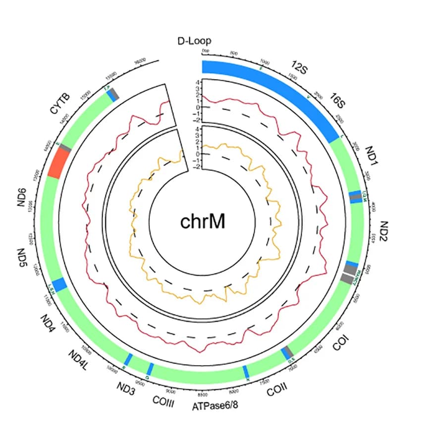Open access visualization of Illustration, Line Plot, Genome Browser Tracks, ChIP-seq, FoxM1