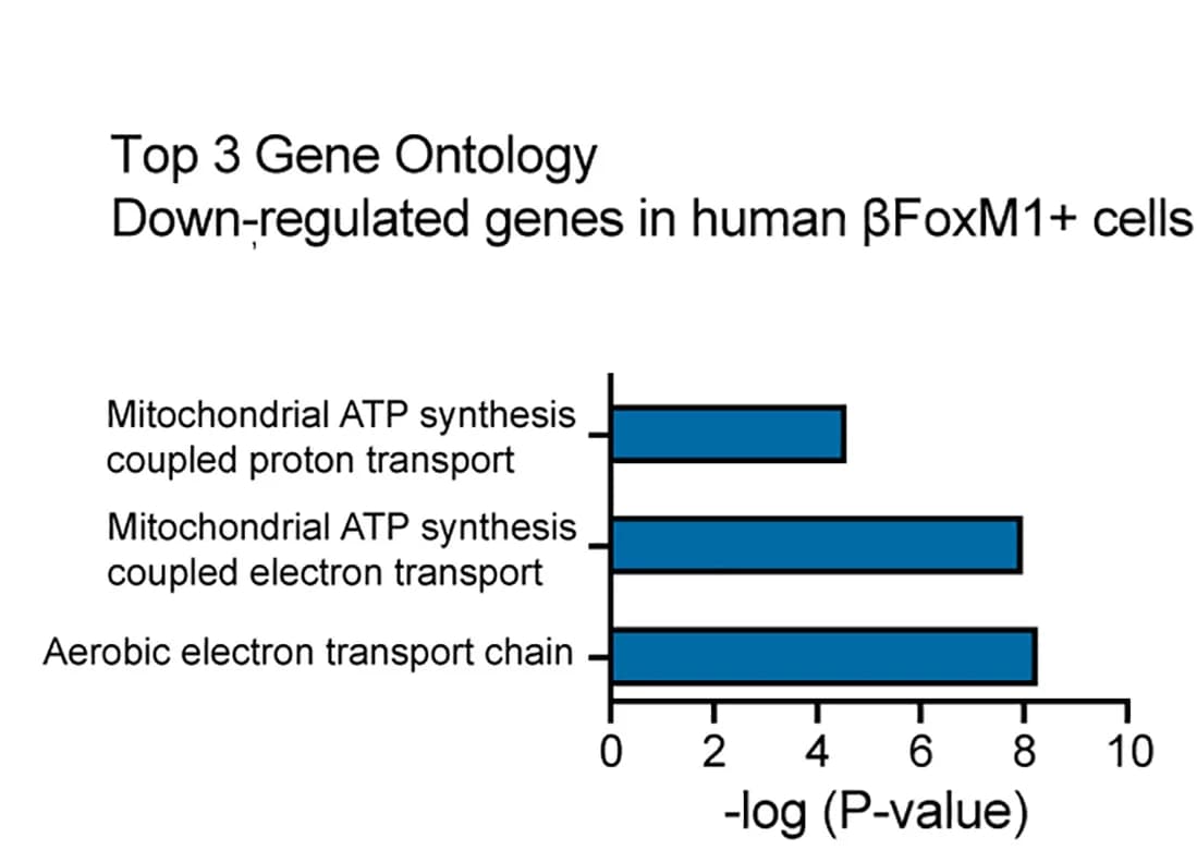 Open access visualization of Bar Plot, Gene Ontology Analysis, Downregulated Genes, Beta Cells, FOXM1