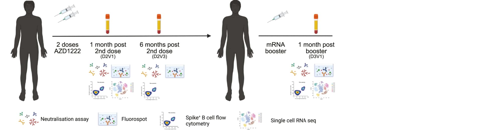 Open access visualization of Workflow, Scatter Plot, UMAP, Study Design, Vaccination