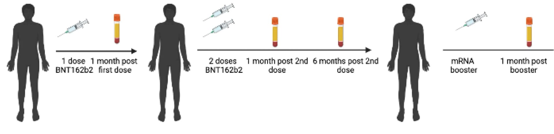 Open access visualization of Workflow, Illustration, Study Design, Vaccinated Individuals, Longitudinal Blood Draws