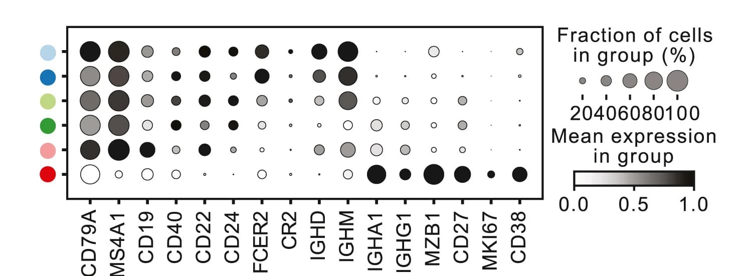 Open access visualization of Bubble Plot, UMAP, B Cells, Marker Gene Expression