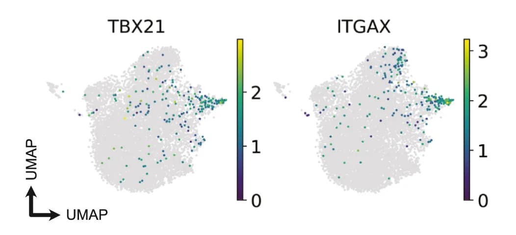 Open access visualization of Scatter Plot, UMAP, Atypical Memory B Cells, TBX21, ITGAX