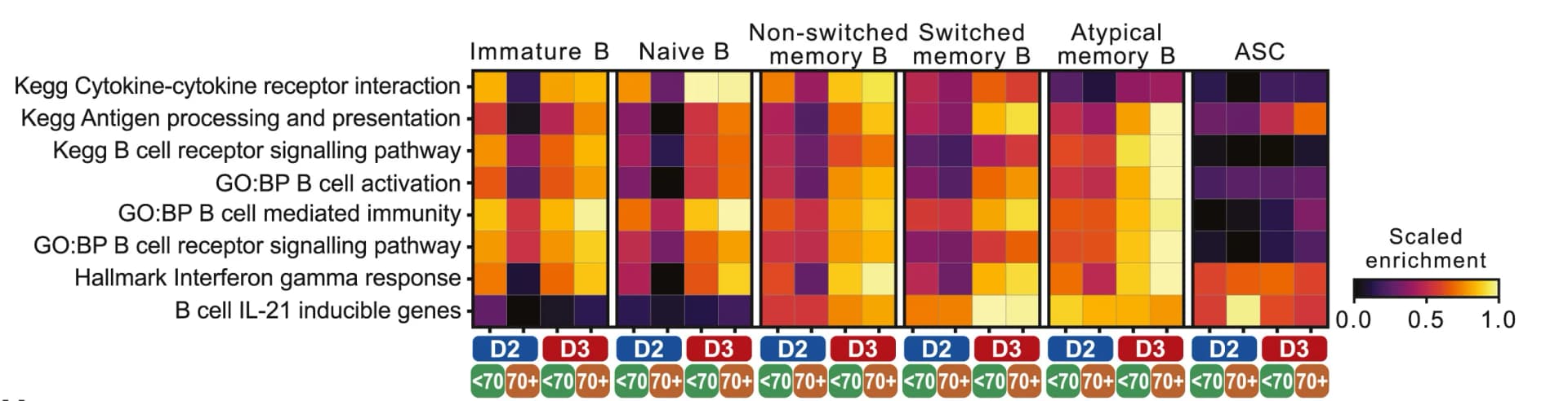 Open access visualization of Heatmap, Gene Set Expression, B Cell Subsets, Age Groups, AZD1222