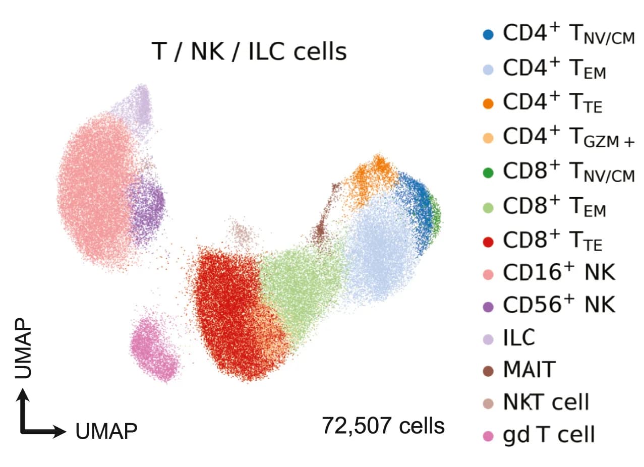 Open access visualization of UMAP, T Cells, Natural Killer Cells, Innate Lymphoid Cells, Gene Expression