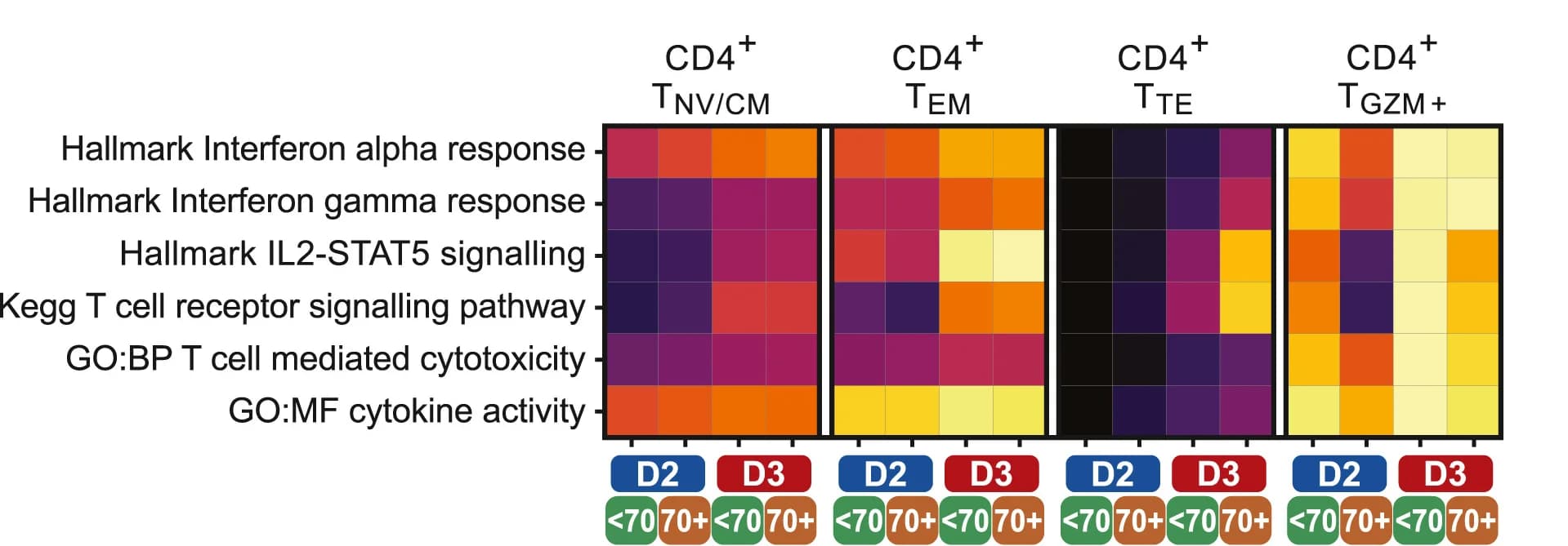 Open access visualization of Heatmap, Clustered, CD4+ T Cells, Gene Set Expression, Age