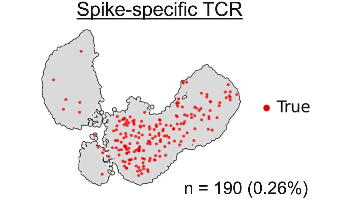 Open access visualization of Scatter Plot, scTCR CDR3 Sequences, SARS-CoV-2, Spike Surface Antigen, T Cells