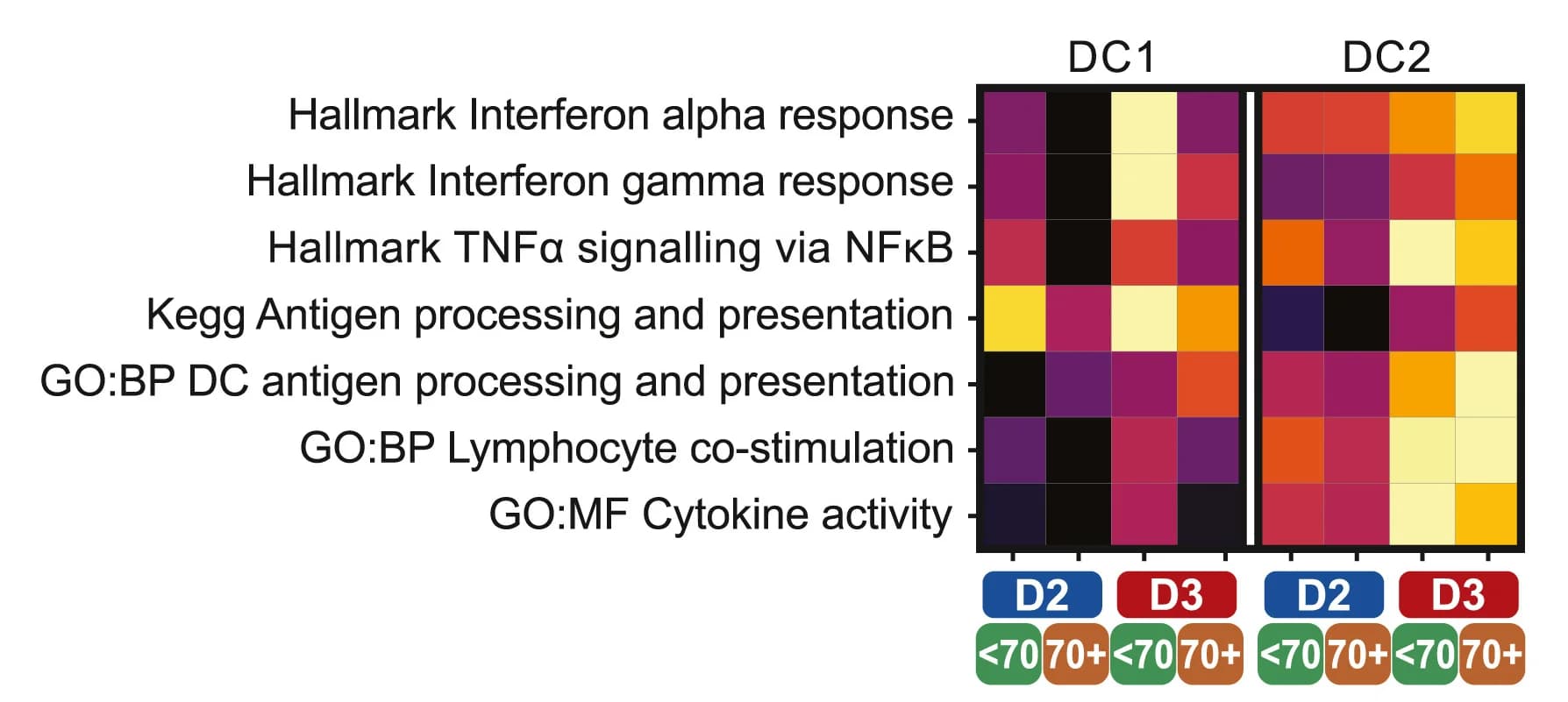 Open access visualization of Heatmap, Gene set expression, Conventional DCs, Individuals, mRNA booster