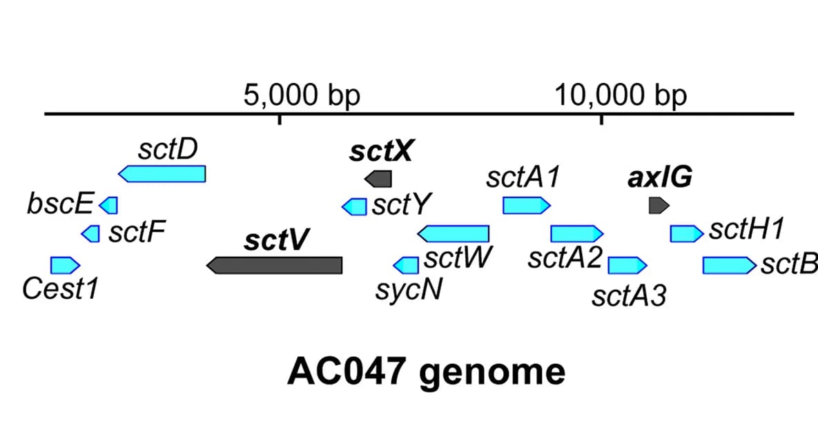Open access visualization of Illustration, Schematic, AC047 T3SS Operon, Deleted Genes, Benchling