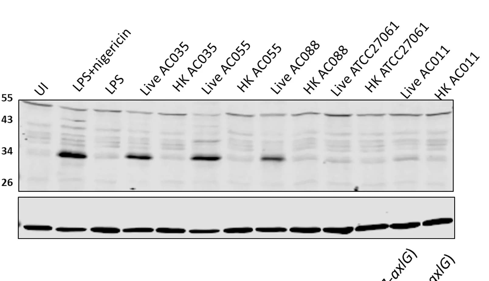 Open access visualization of Gel, Gasdermin-D, THP-1, Achromobacter sp., Antibody