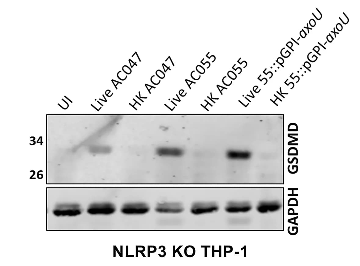 Open access visualization of Gel, Gasdermin-D, GAPDH, Immunoblots, NLRP3 KO