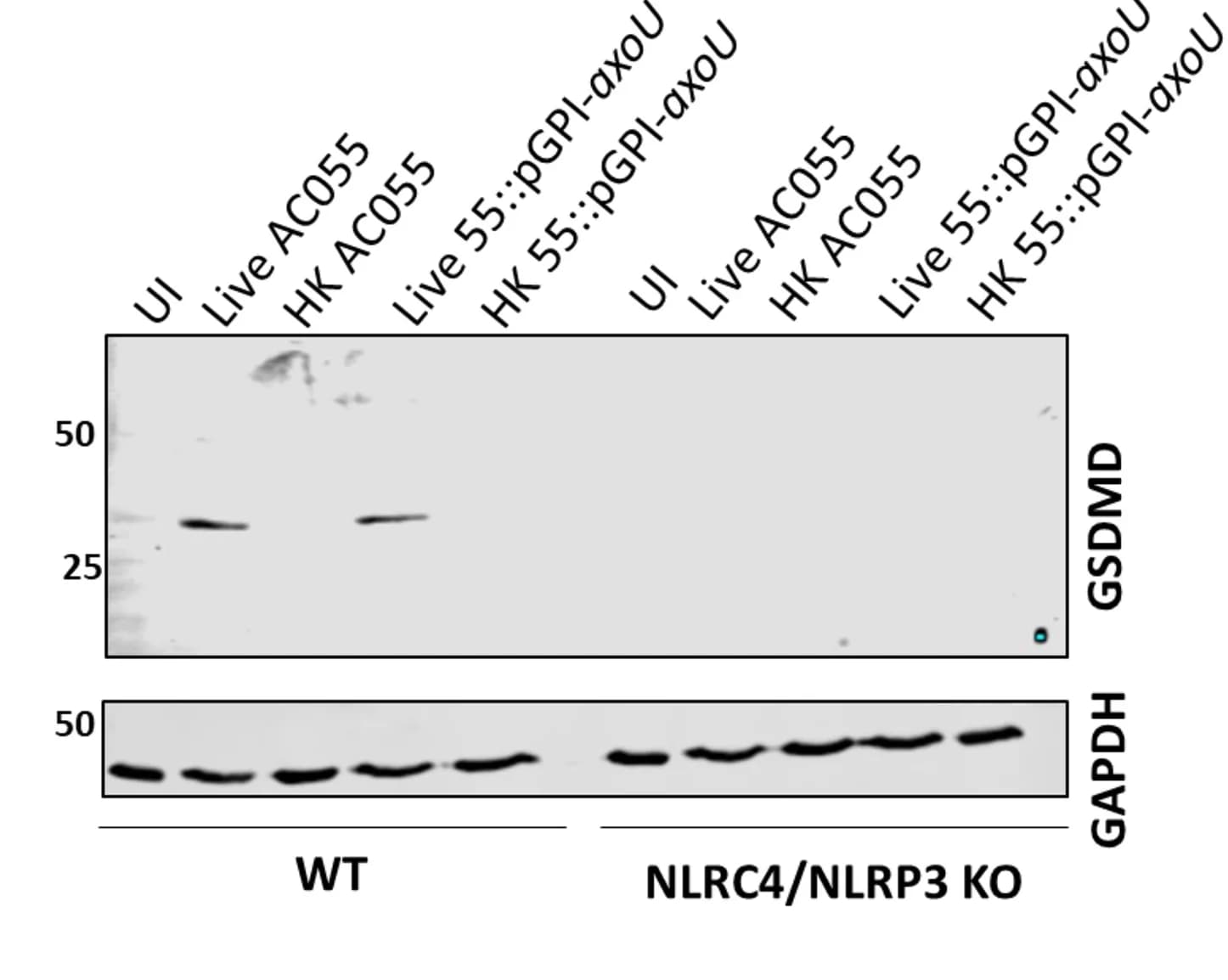 Open access visualization of Gel, AC055pGPI-axoU, GSDMD Cleavage, WT THP-1, AC055