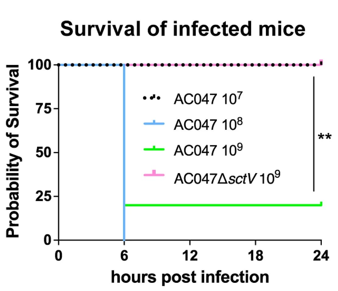 Open access visualization of Survival Curve, Line Plot, Line Step, Mouse, Survival