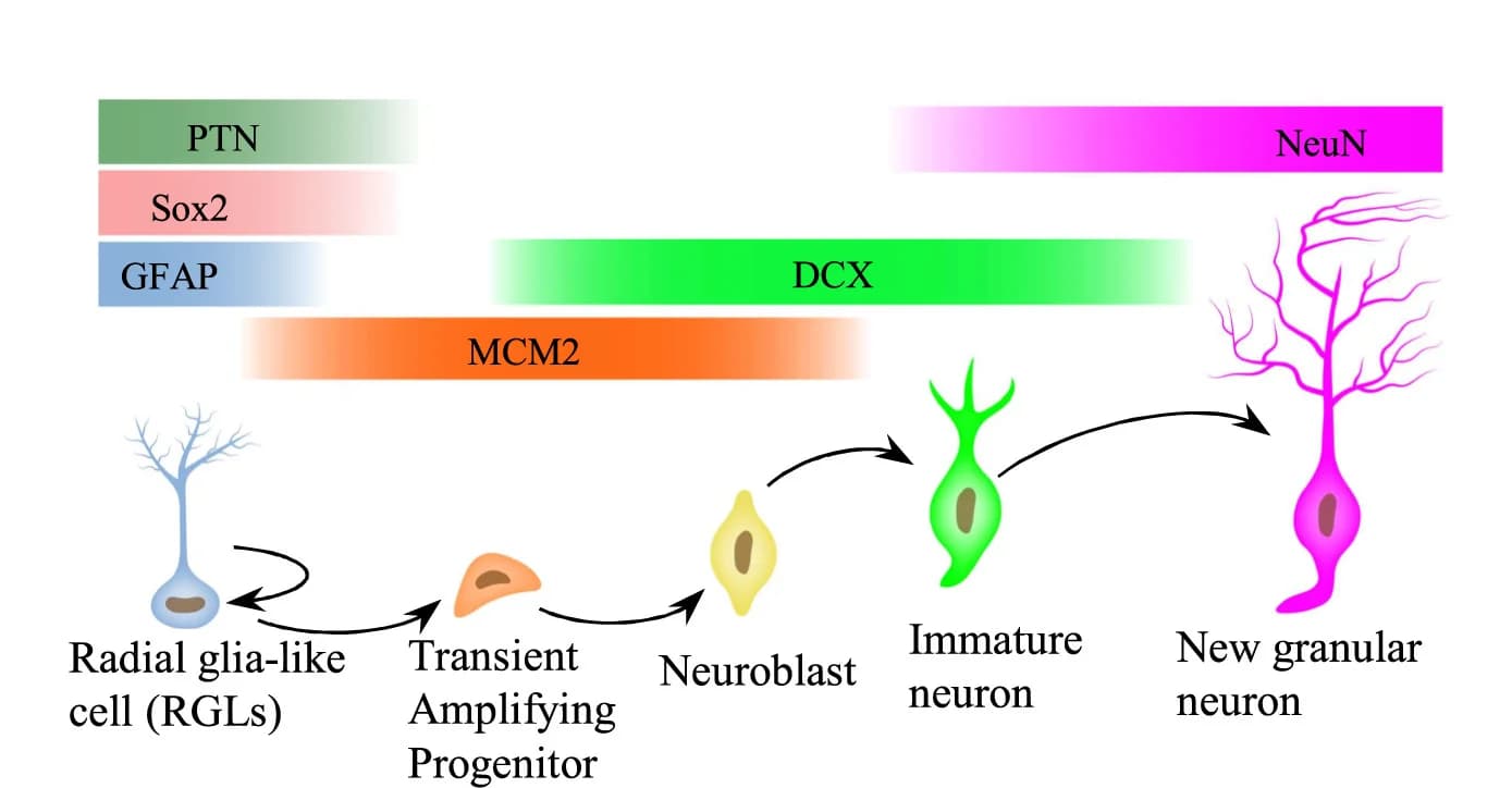 Open access visualization of Workflow, Illustration, Neural Stem Cells, Lineage, Proteins