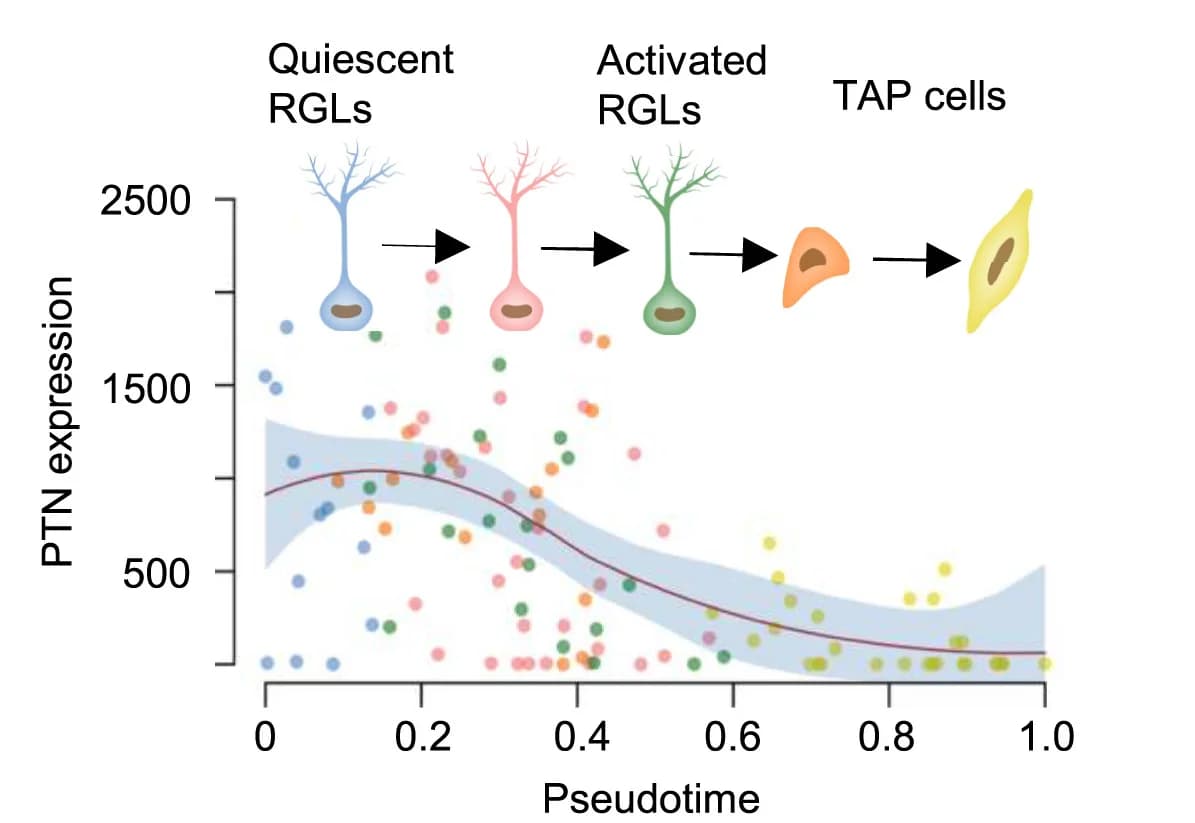 Open access visualization of Scatter Plot, Regression Plot, PTN mRNA, NSPCs, Single-cell RNA-seq