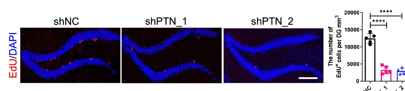 Open access visualization of Microscopy, Bar Plot, Error Bars, Proliferating Cells, DG