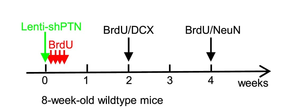 Open access visualization of Workflow, Flowchart, NSPC Differentiation, Wild-type Mice, LVs