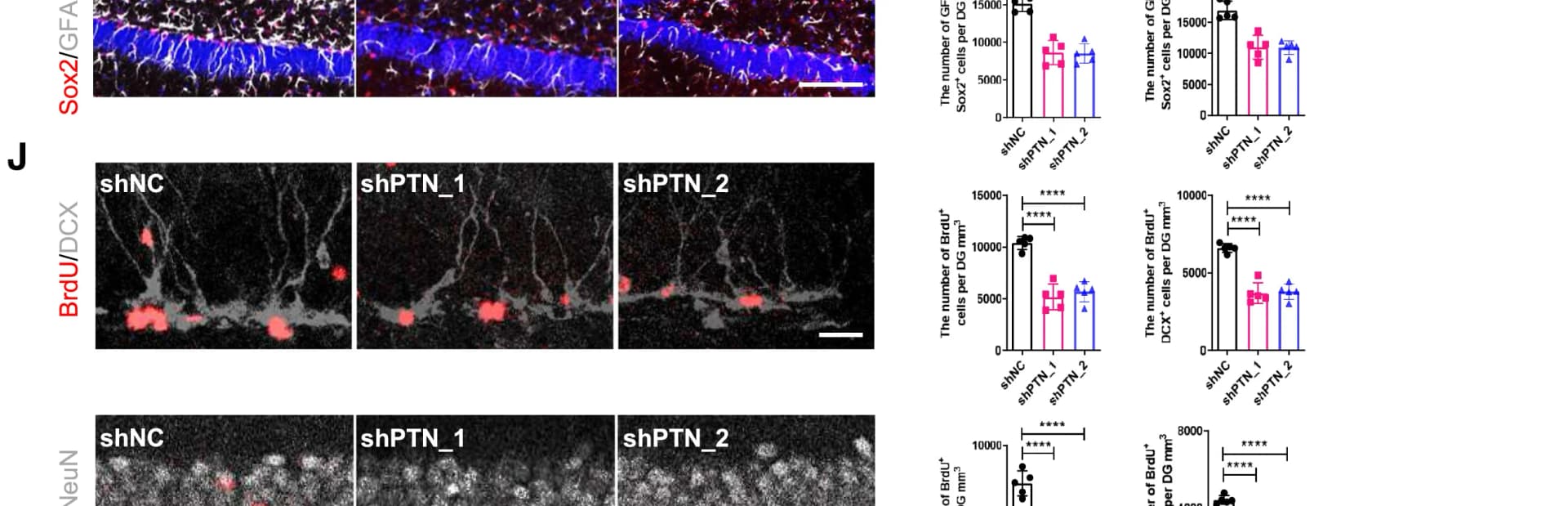 Open access visualization of Bar Plot, Microscopy, BrdU+ Cells, BrdU+NeuN+ Mature Newborn Neurons, DG