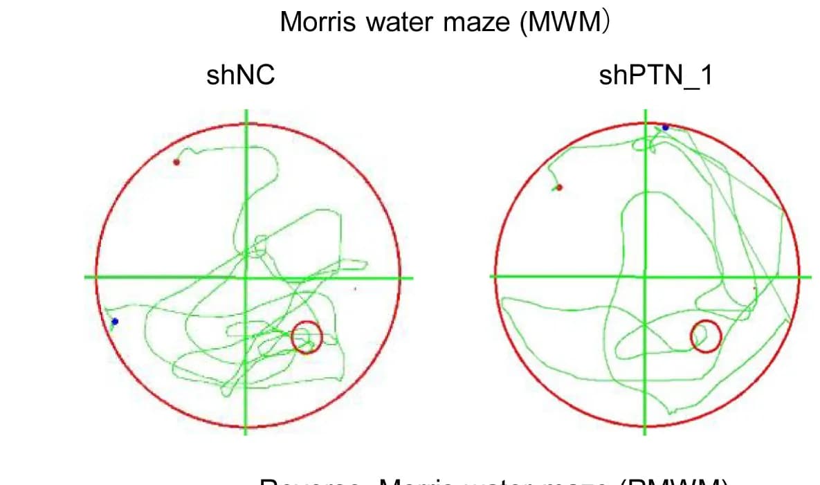 Open access visualization of Line Plot, MWM, Movement Paths, Groups