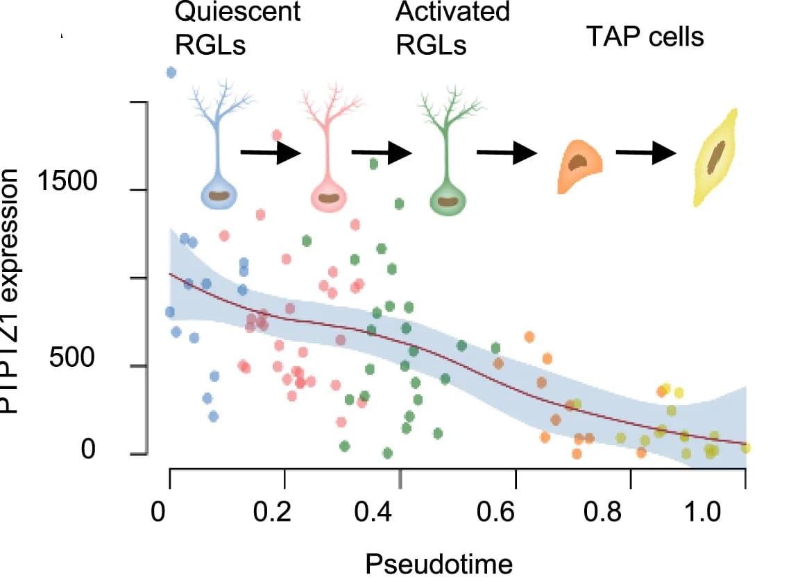Open access visualization of Scatter Plot, Regression Plot, Illustration, PTPRZ1 mRNA, NSPCs