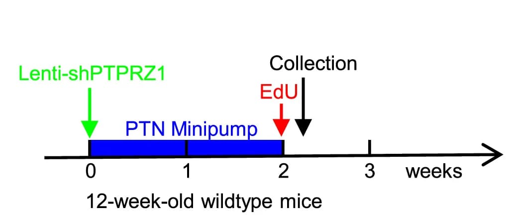 Open access visualization of Workflow, Illustration, PTPRZ1 knockdown, NSPC proliferation, PTN infusion