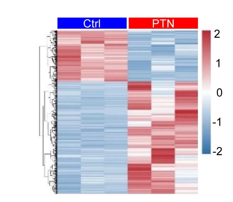 Open access visualization of Heatmap, Clustered, Gene expression, Upregulated genes, Downregulated genes