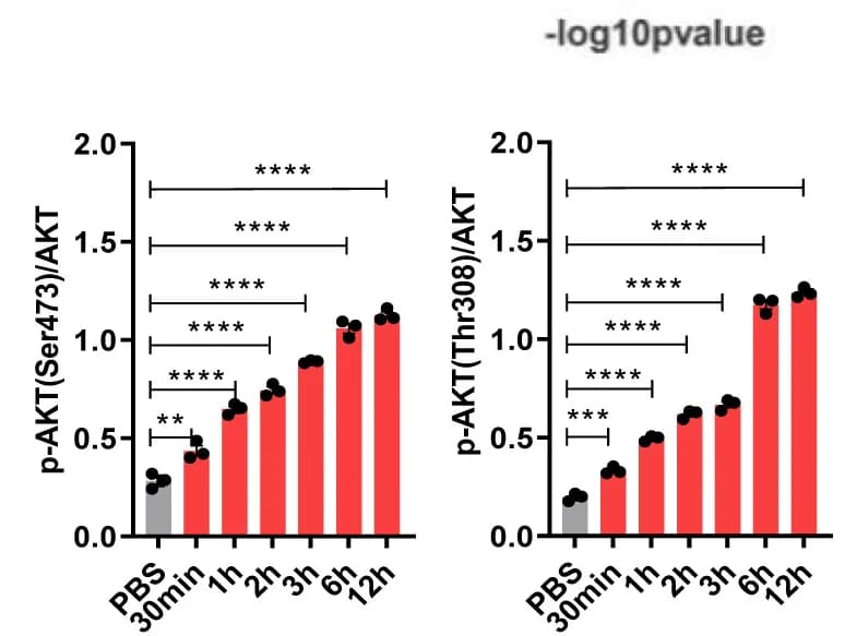 Open access visualization of Bar Plot, Error Bars, Densitometric quantification, PTN treatment, AKT signaling