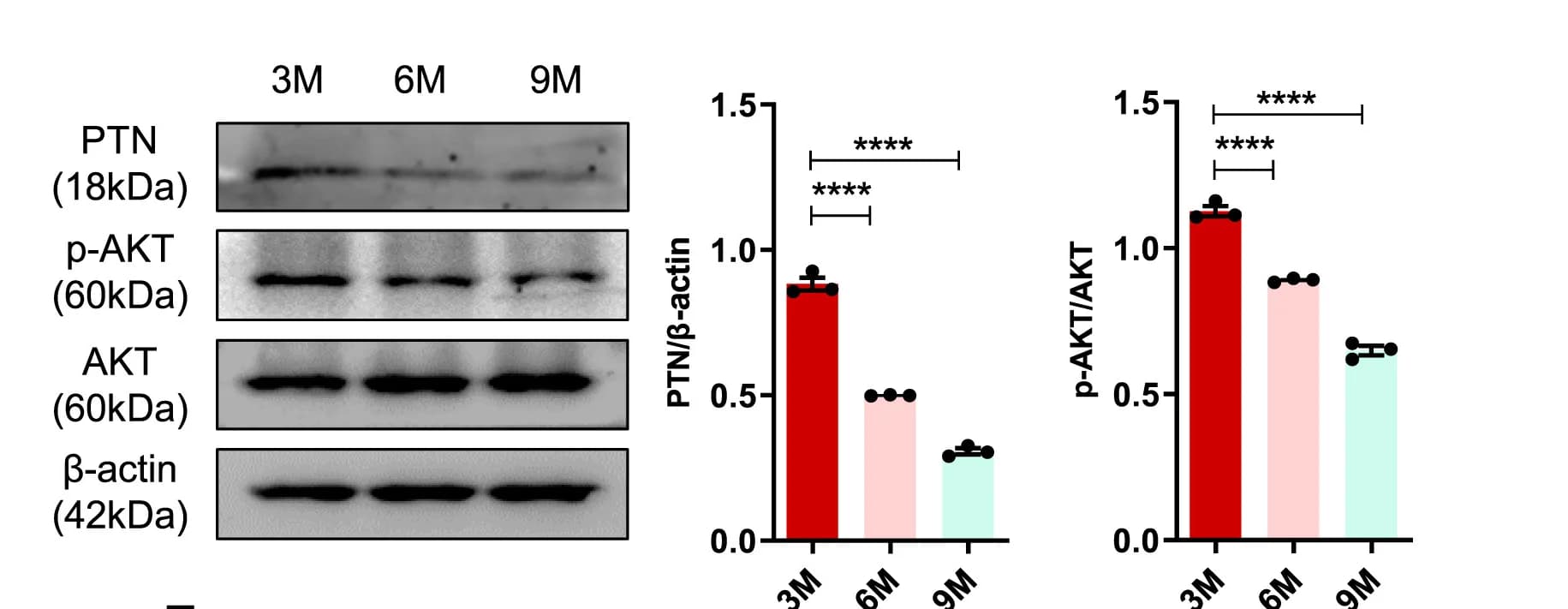 Open access visualization of Bar Plot, Error Bars, Gel, Western Blot, PTN