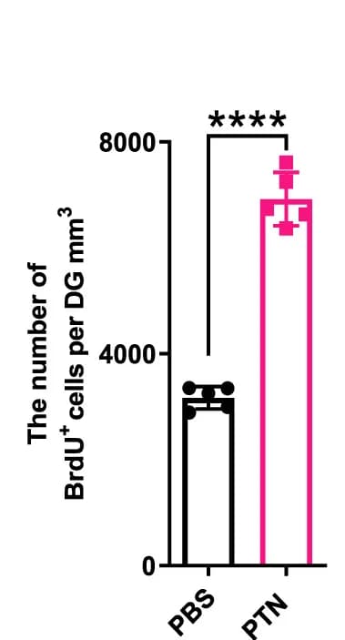 Open access visualization of Bar Plot, Error Bars, Quantification, GFAP+Sox2+RGL Cells, SAMP8 Mice