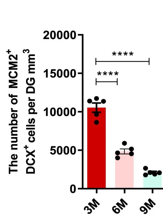Open access visualization of Bar Plot, Error Bars, Quantification, MCM2+DCX+Neuroblasts, SAMP8 Mice