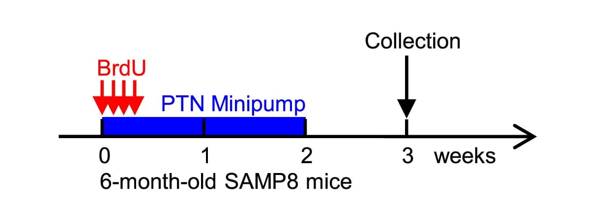Open access visualization of Workflow, Flowchart, Illustration, Timeline, NSPC Differentiation