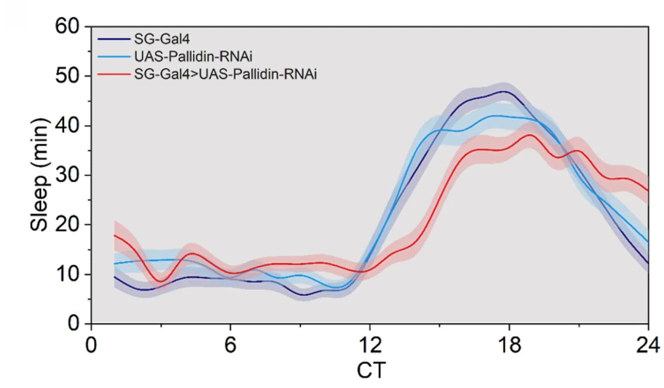 Open access visualization of Line Plot, Error Bars, Sleep, Pallidin Knockdown Flies, Constant Darkness