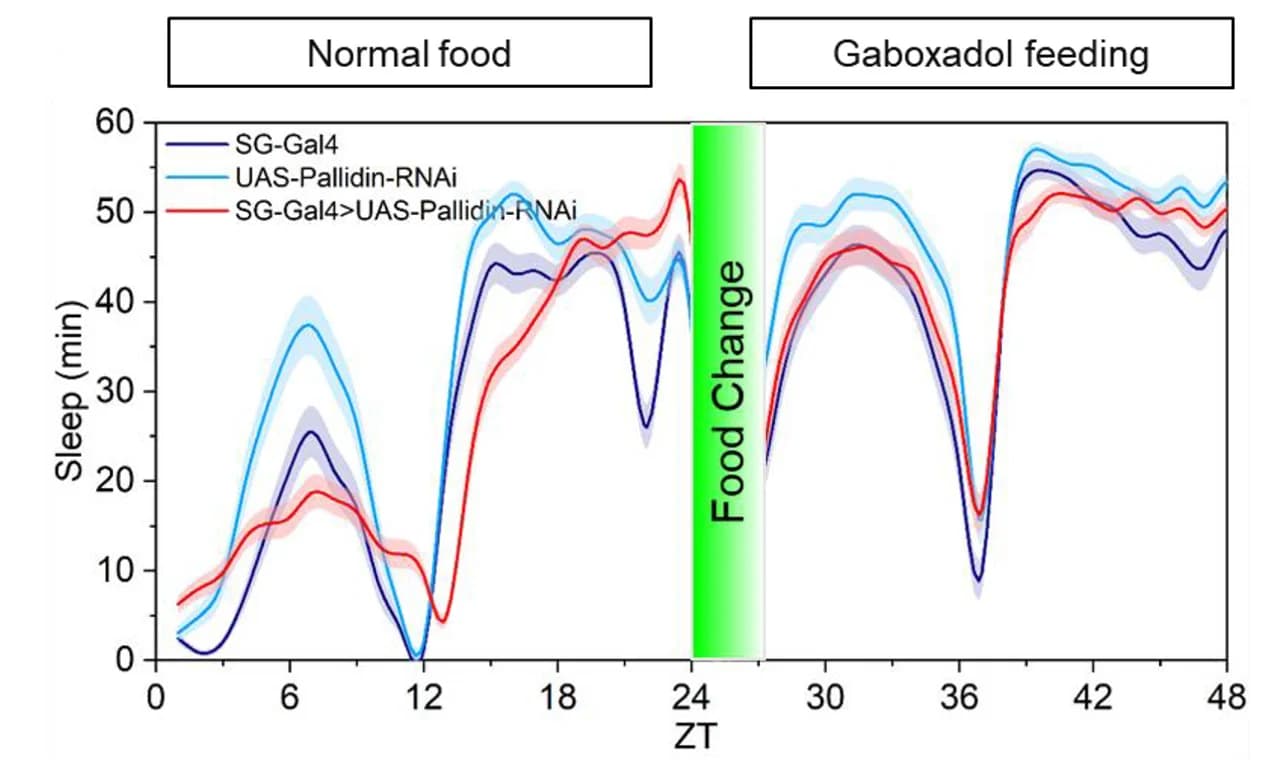 Open access visualization of Line Plot, Error Bars, Pallidin knockdown flies, Genetic controls, Gaboxadol