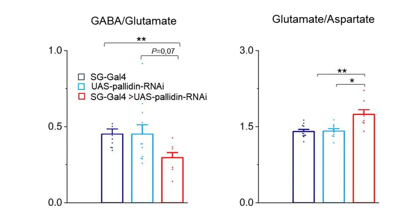 Open access visualization of Bar Plot, Error Bars, HPLC, GABA, Glutamate
