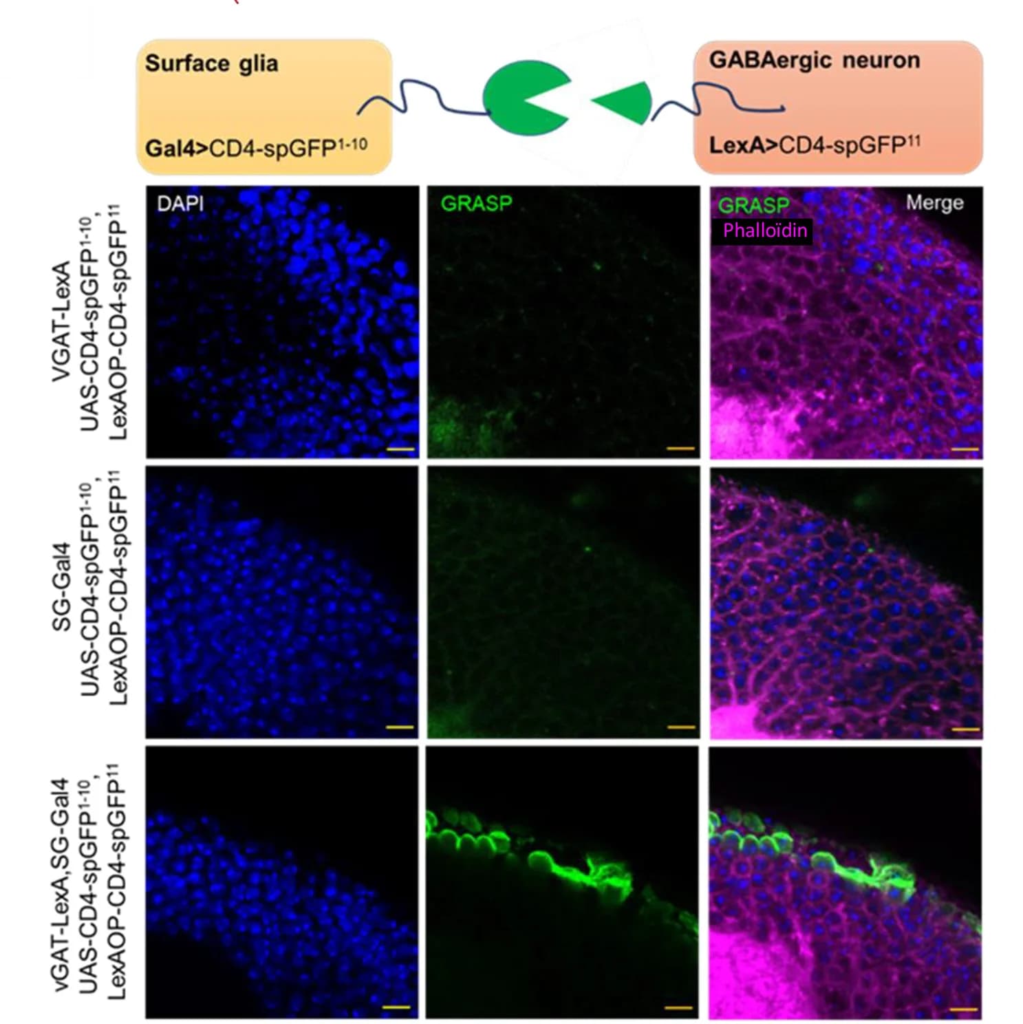 Open access visualization of Microscopy, GRASP system, Confocal images, GFP fluorescence, GABAergic Neurons
