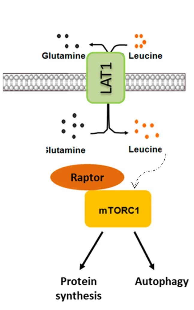 Open access visualization of Workflow, Illustration, LAT1-like, TOR, Amino Acids
