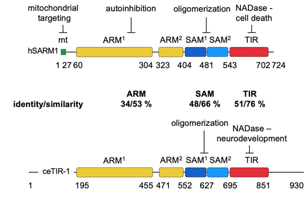 Open access visualization of Illustration, hSARM1, ceTIR-1, ARM Domain, SAM Domain